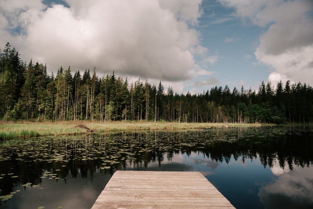 Edge of wooden dock with tall lake grasses, lily pads and reflections of cedar tree forest in Whonnock Lake